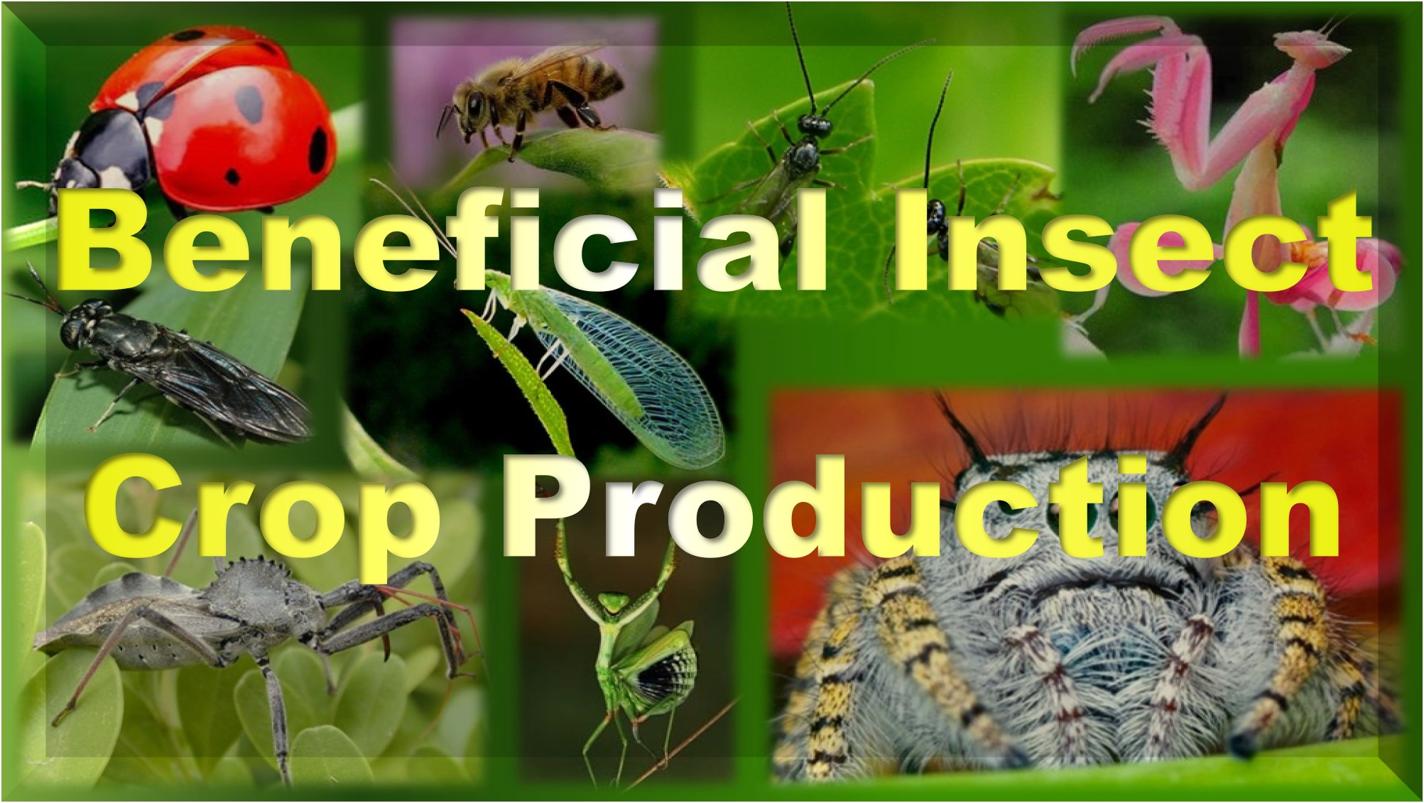 Beneficial Insects