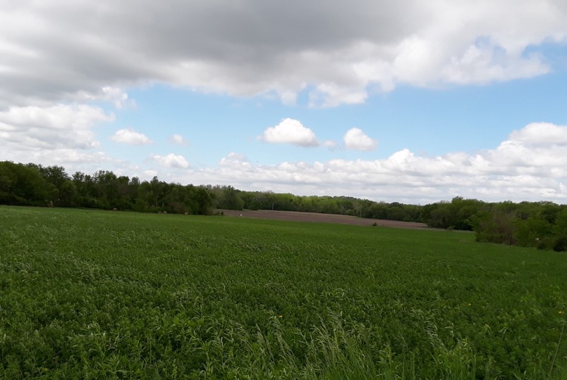 Conventional Farming