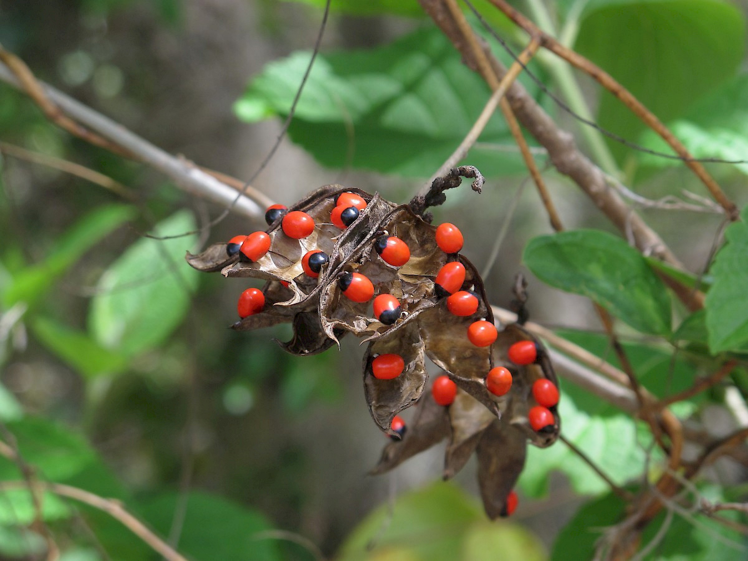 Rosary Pea
