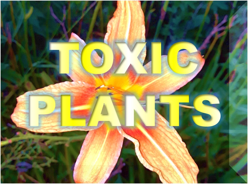 Toxic Plants