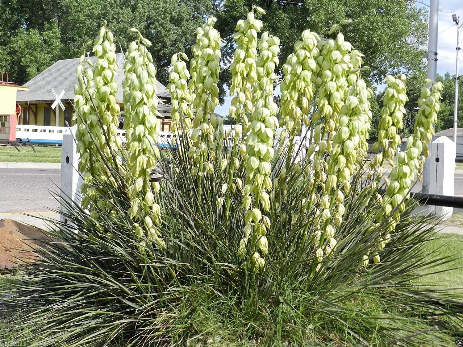 Yucca Banana Baccata