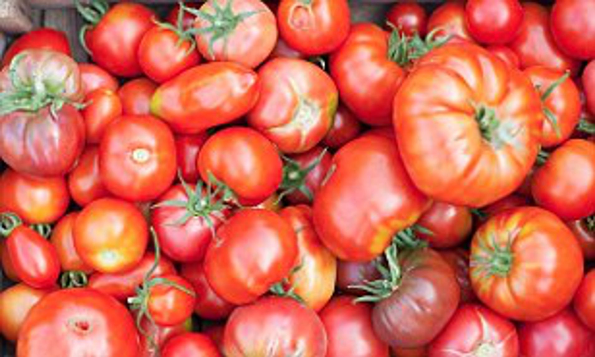 Organic Tomatoes are Healthier than Conventionally grown Tomatoes (Article Link) article 2281876 182583B1000005DC 875 308x185