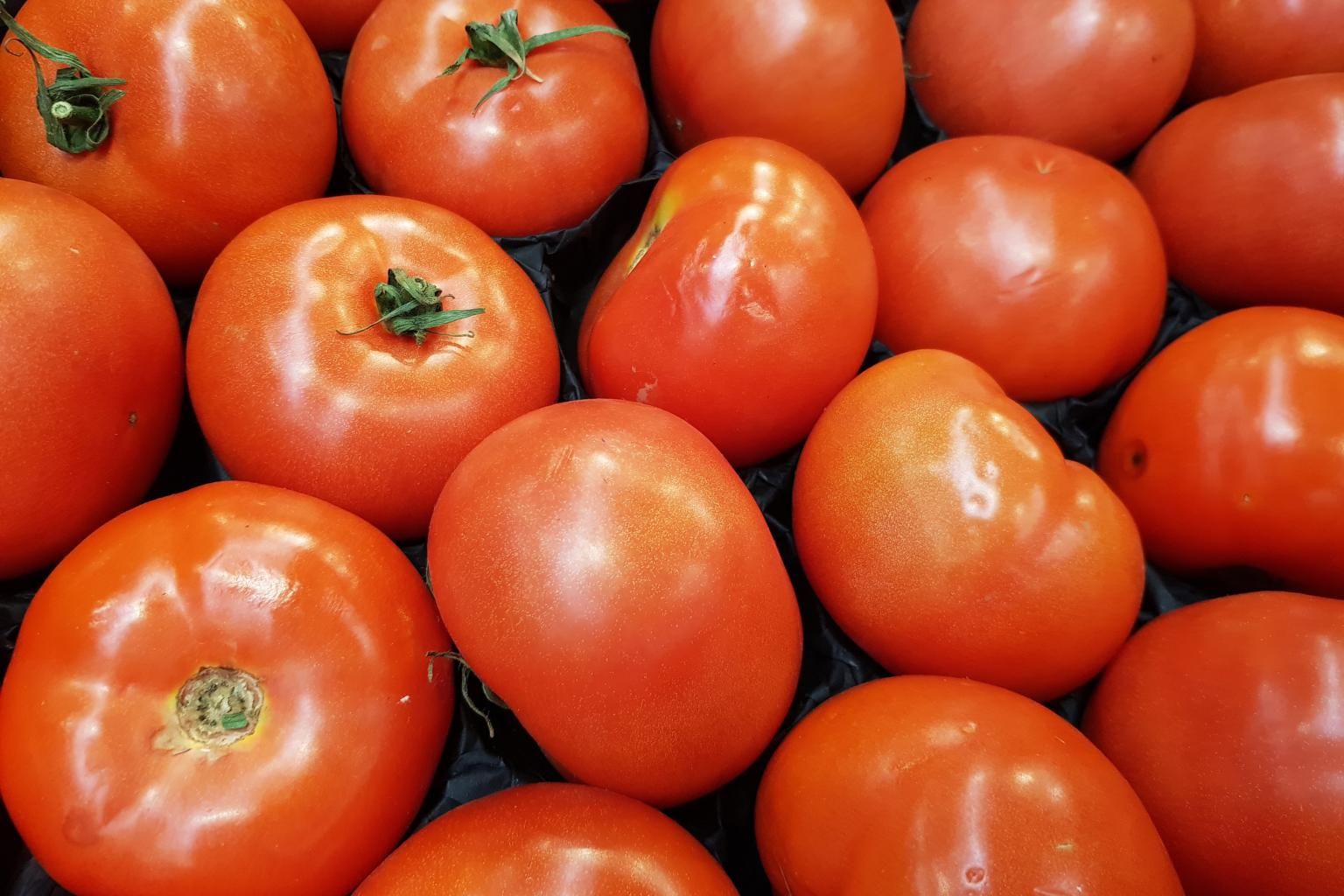 France Confirms first Case of Ruinous Tomato virus Conventionally Grown Tomatoes