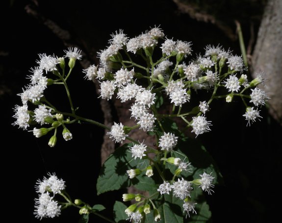 White Snakeroot
